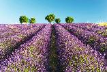 Blühende und malerische Provence