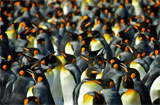 Fantastisches Reich der Pinguine, MV Fram